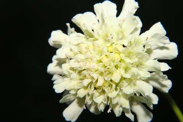 Macro flower in isolation №33356
