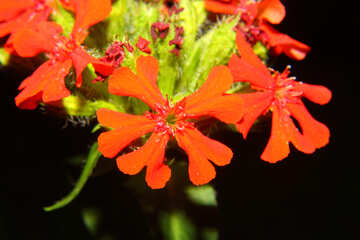 Makro rot Blume isoliert №33385
