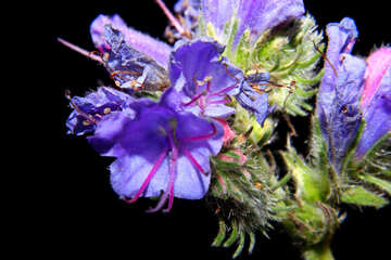 Makro kleine Blume isoliert №33350