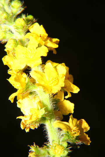 Flor amarilla de macro en el aislamiento №33361