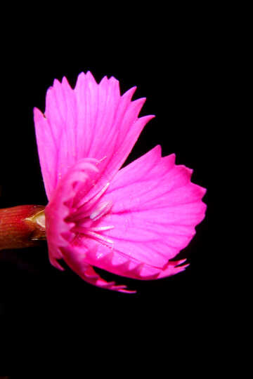 Wild Carnation flower in isolation №33346