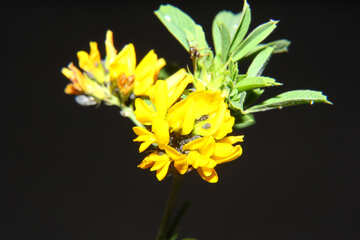 Fiore giallo isolato №33362