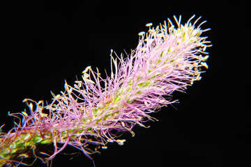 Isolated macro flower №33338