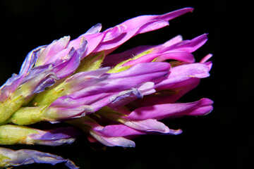 Isolated macro flower №33345