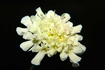 Flor blanca aislado macro №33354