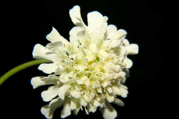 Flor blanca aislado macro №33355
