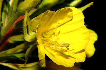 Жовта польова квітка ізольована №33336