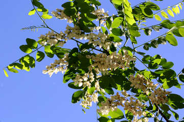 Flores de acacia en las ramas №33675