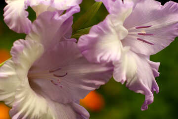 Blume der Gladiole sind Makro №33737