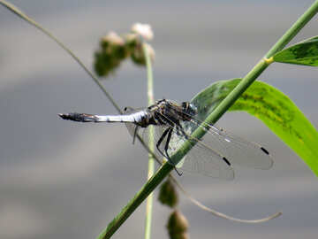 Dragonfly №33268