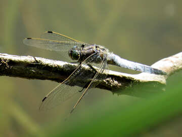 Dragonfly on branch №33276