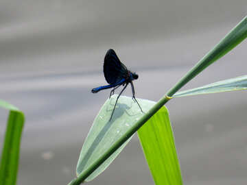 Libelle mit farbigen Flügel №33265