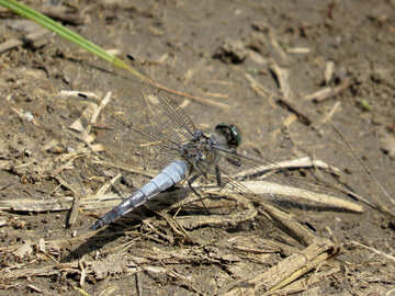 Dragonfly on Earth №33272