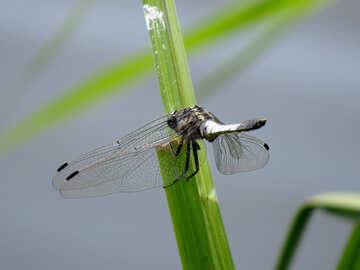 Dragonfly on leaf №33262