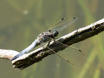 Dragonfly on stick №33277