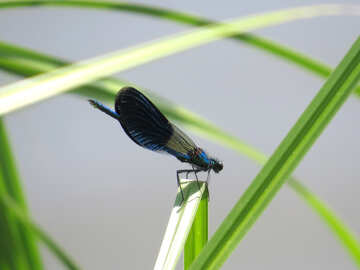 Libelle mit transparenten Flügeln №33258