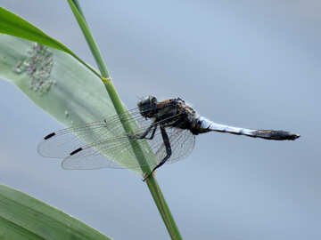 Large dragonfly №33264