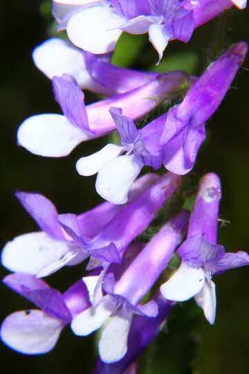 Makro kleine Blume №33366