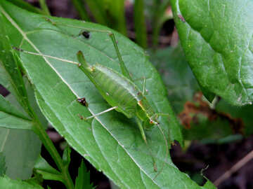 Fat grasshopper №33850
