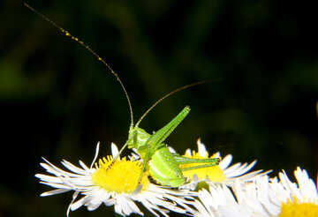 Grasshopper on flower №33866