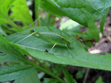 Grasshopper on the green sheet №33849