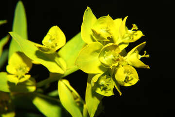 Fleur jaune de macro dans l`isolement №33351