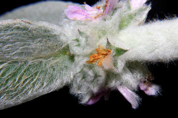 変態の毛皮で覆われた花マクロ №33408