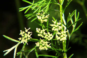 Petites plantes fleurs №33378