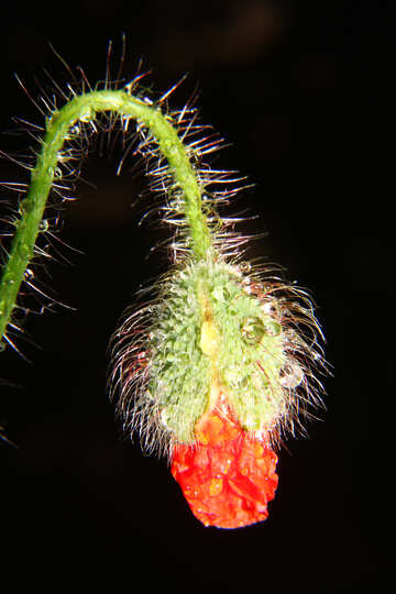 Dew drops on bud poppy flower №33390