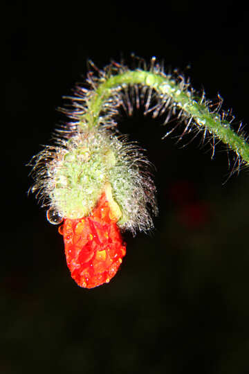 Poppy mildew №33396