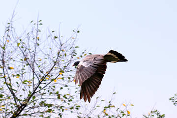 Large dove №33809