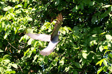 Taube fliegt in Baum №33823