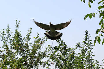 El vuelo de la paloma №33807