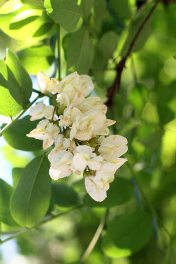 Flores de acacia №33680