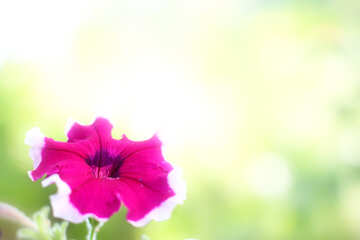 Bellissimo sfondo con fiore