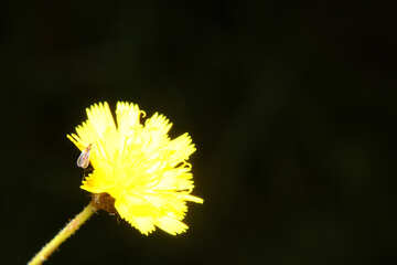 A dark background with bright yellow flower №33374