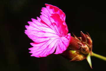 Un fondo oscuro con flor silvestre clavel №33340