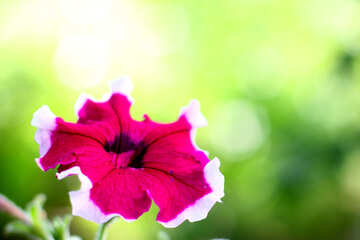ヒルガオの花の写真デスクトップ上 №33454