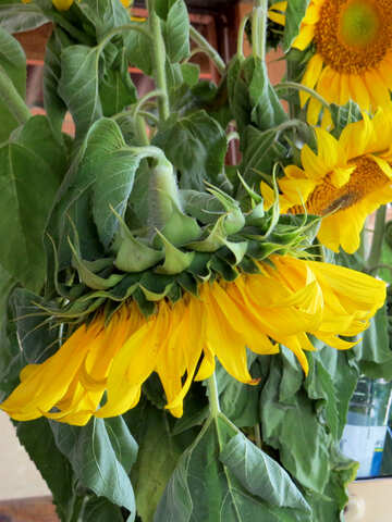 Sonnenblumen aufgehängt №33050