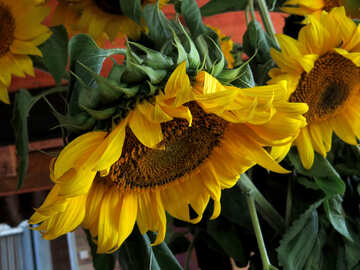 Sunflowers at the cottage №33052