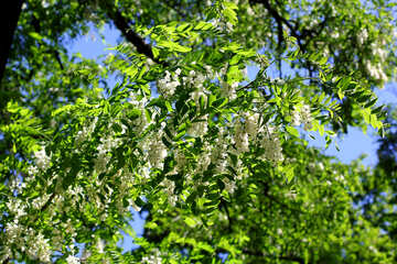 Árbol de acacia en flor de primavera №33666