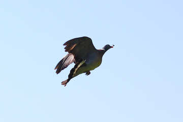Flight of the wild Dove №33811