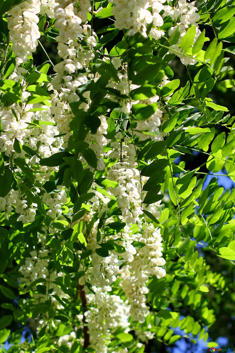 L`aroma di Acacia bianco St №33663