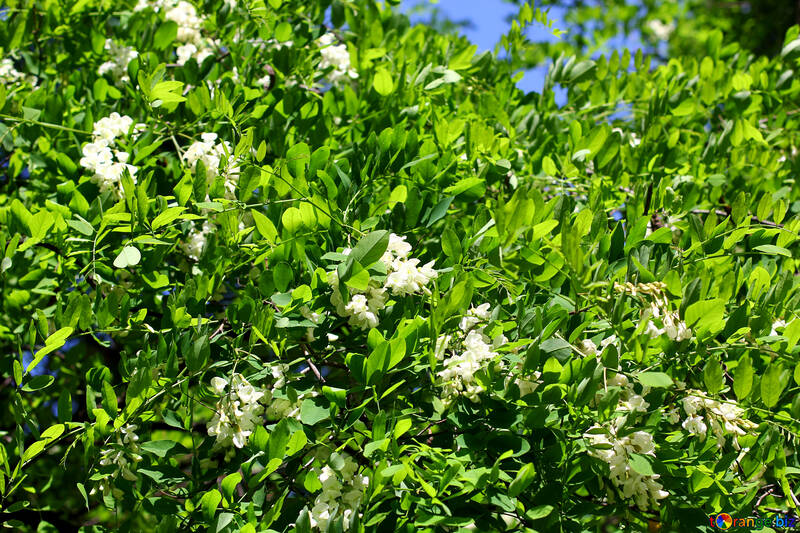 Flowering Acacia №33672
