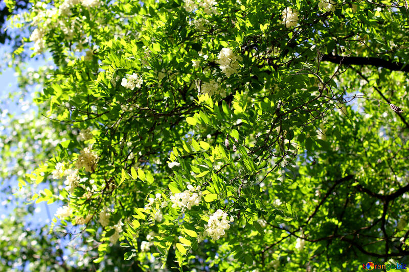 Branche de fleurs d`Acacia №33670