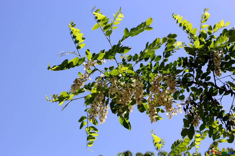Acacia-Blumen №33673