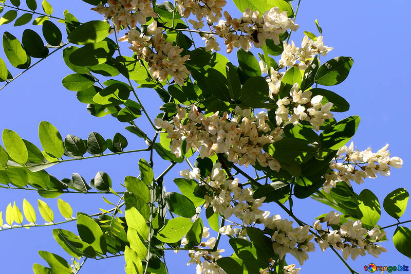 O raminho de flores de Acacia №33676