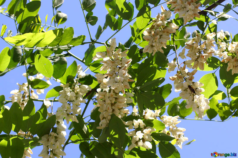 White fragrant bunches of Acacia №33678