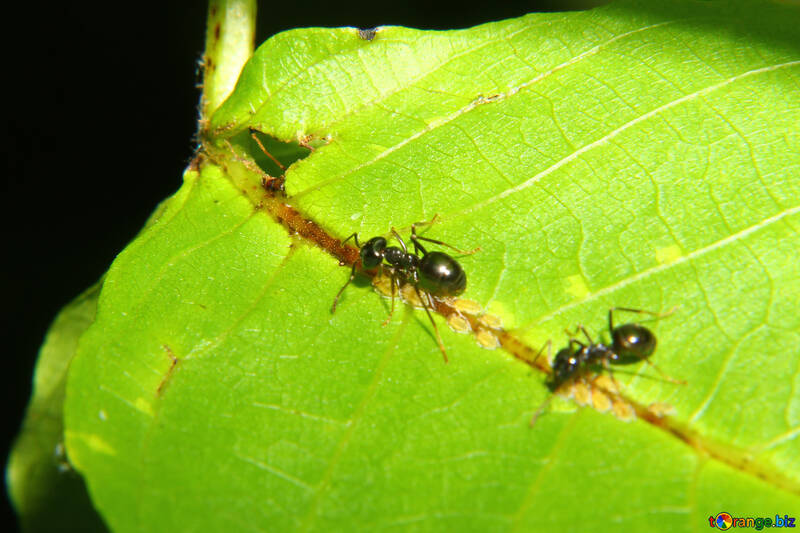 Ameisen sind Schädlinge №33891