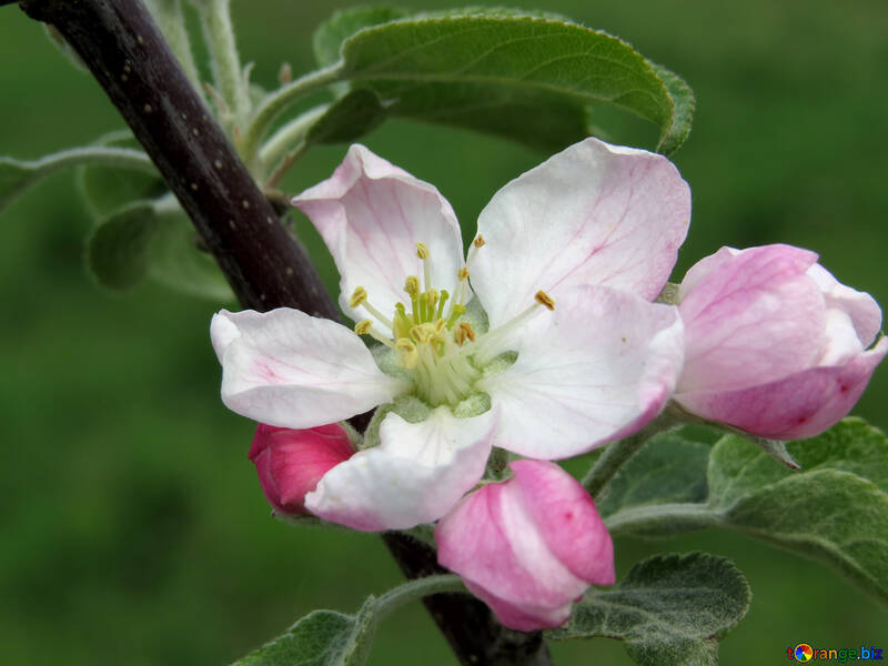 Apple-Blume №33298